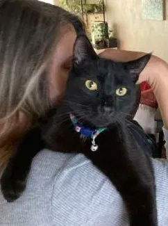 Found cat in Eugene, OR, 97402