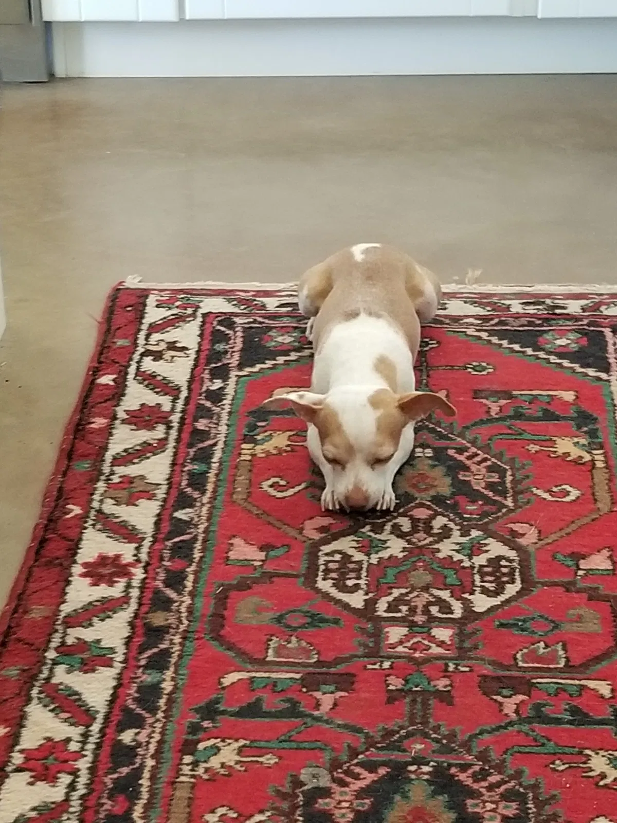Lost dog in Litchfield Park, AZ, 85340