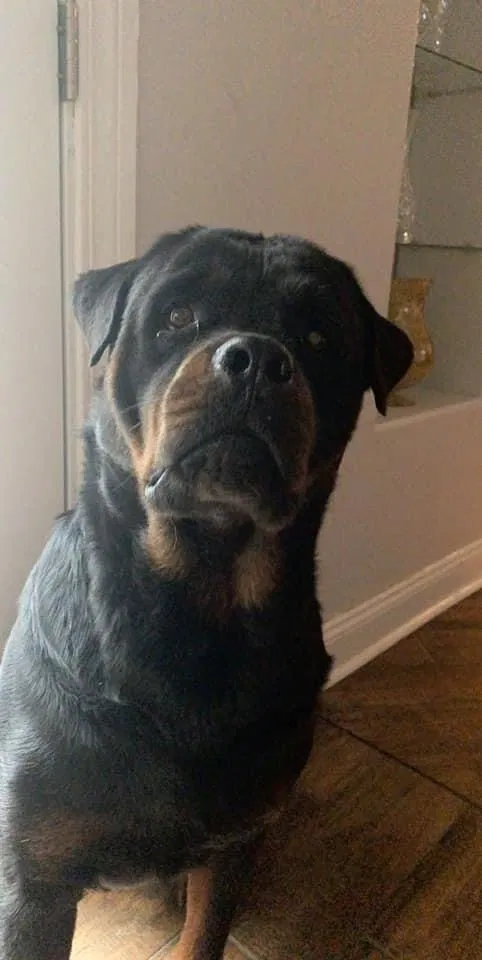Lost dog in Slidell, LA, 70461