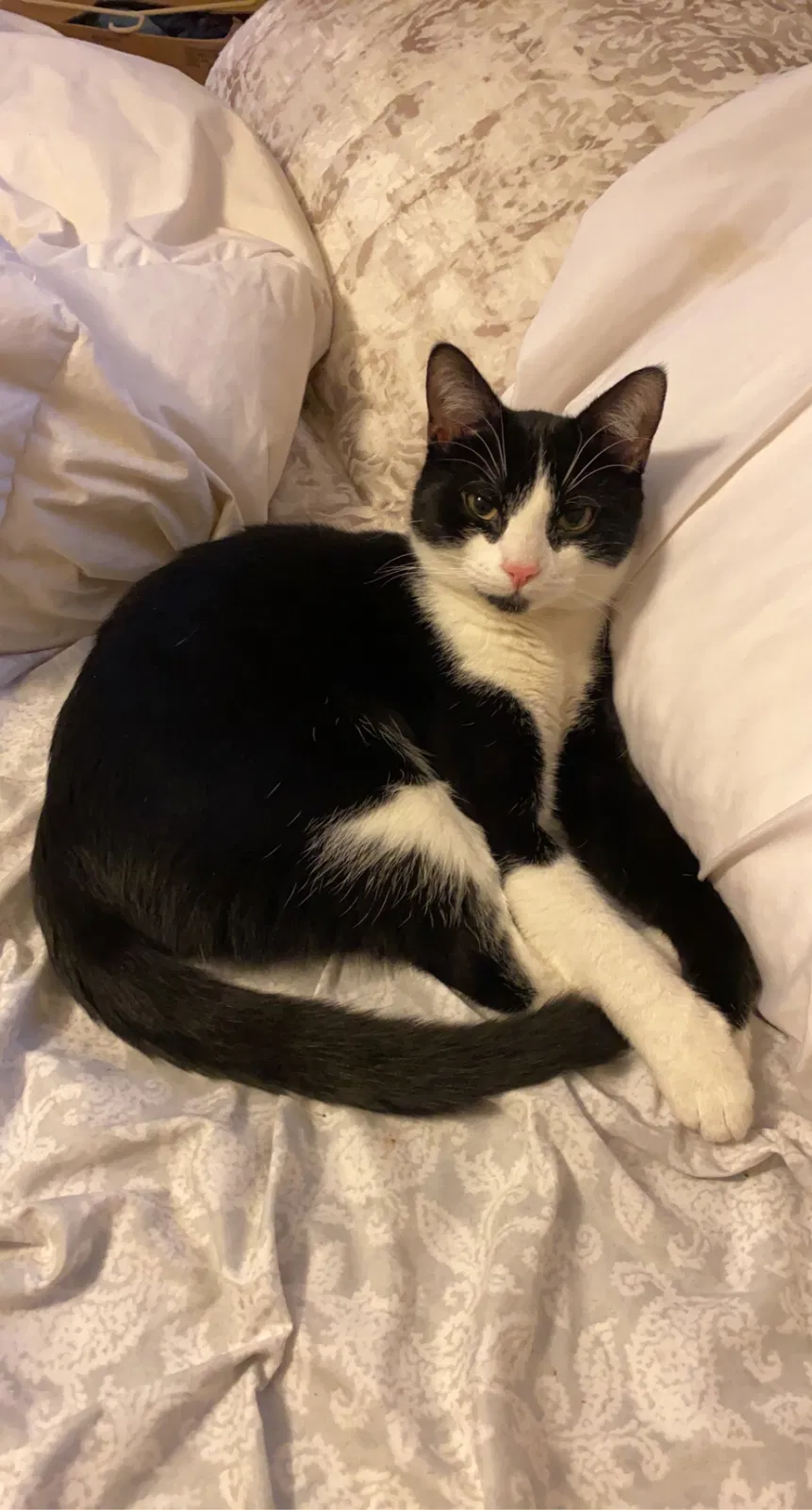 Lost cat in Mansfield, MA, 2048