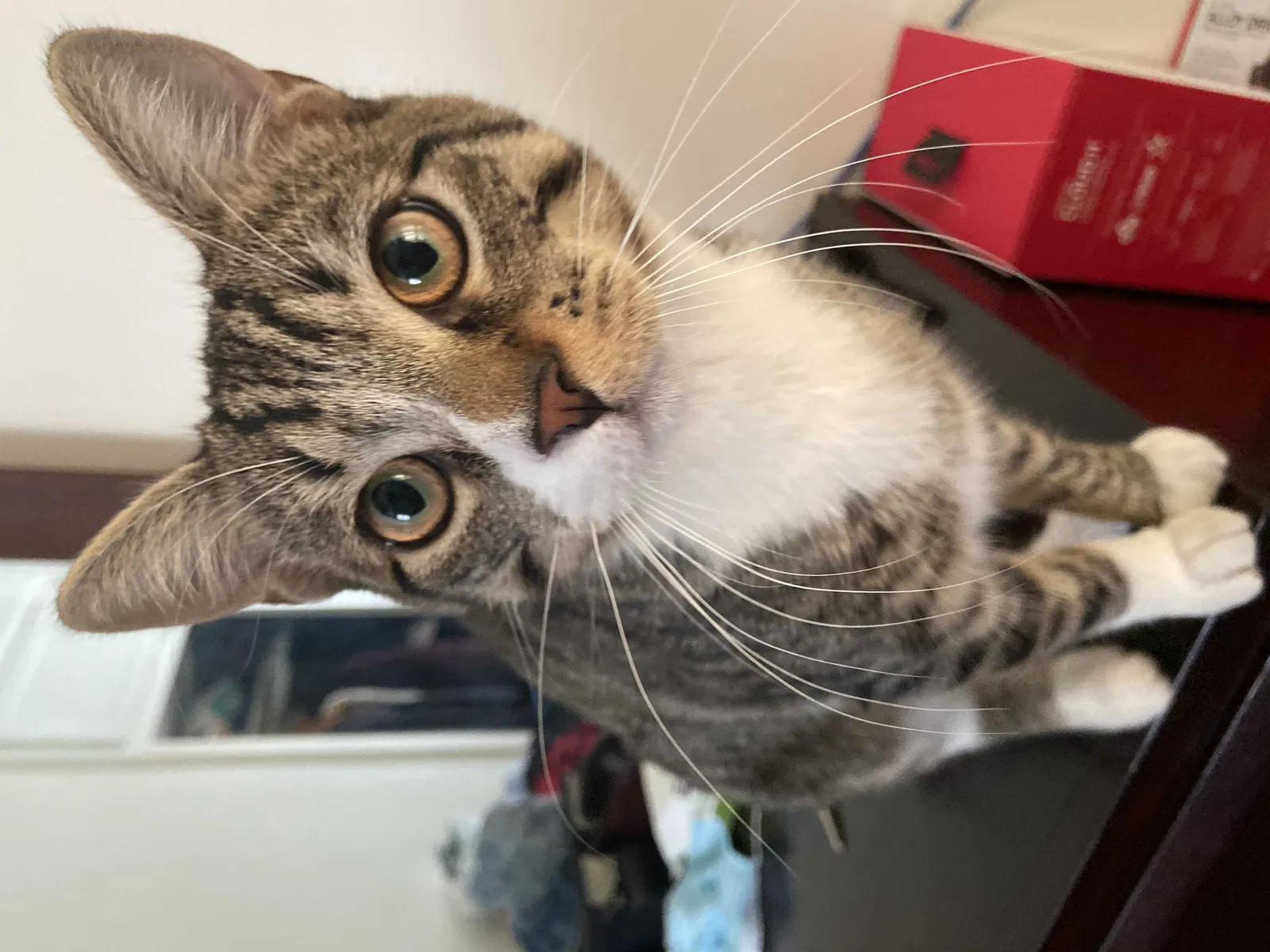 Lost cat in Whittier, CA, 90606