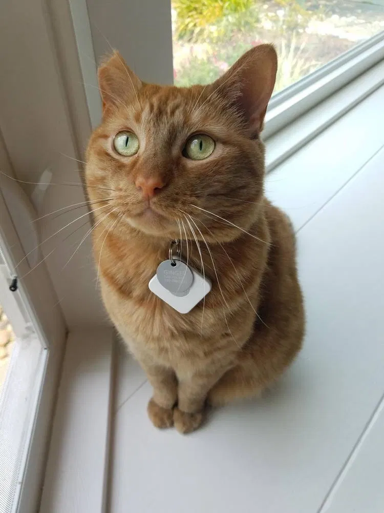 Lost cat in Saratoga, CA, 95070