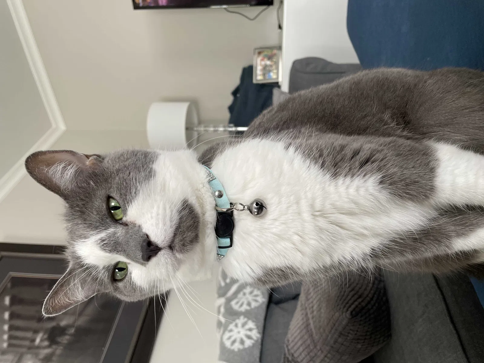 Lost cat in Evergreen Park, IL, 60805
