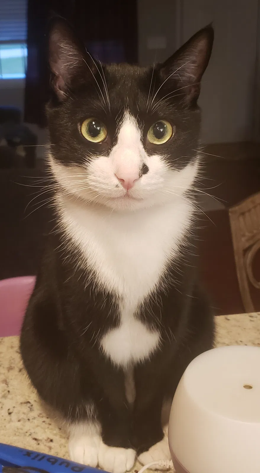 Lost cat in Fort Mill, SC, 29707