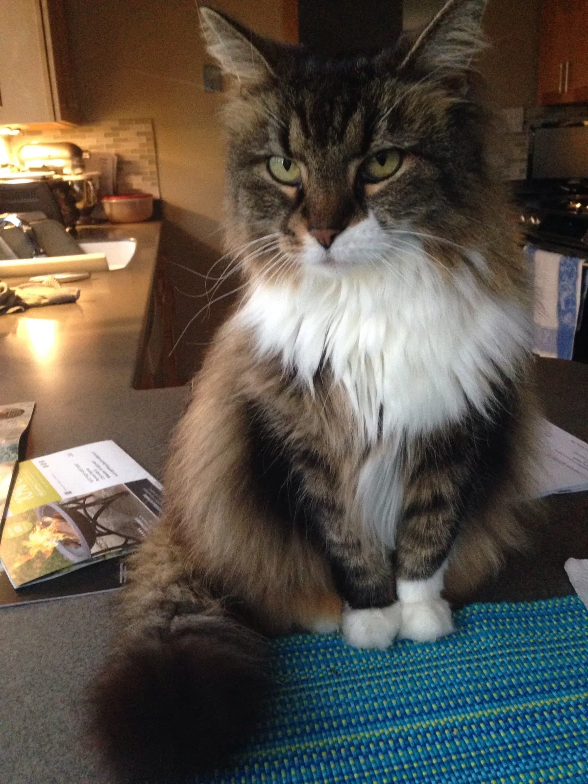 Lost cat in Milwaukee, WI, 53222