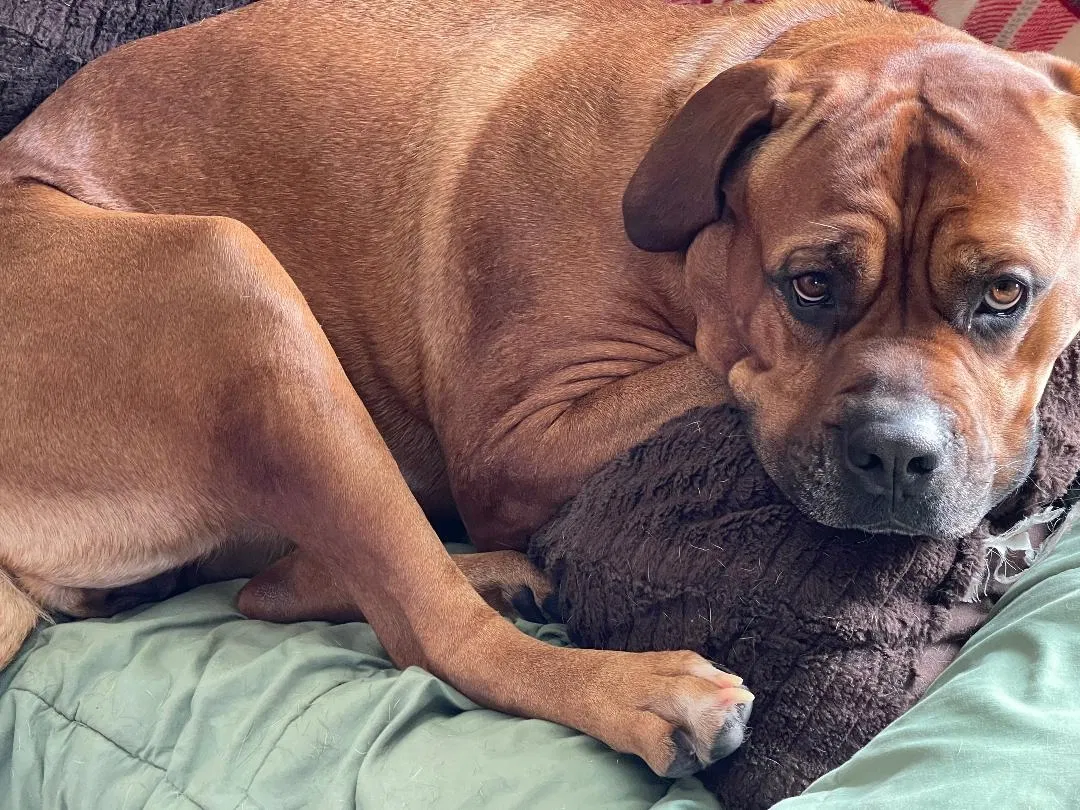 Lost dog in Merrimac, WI, 53561