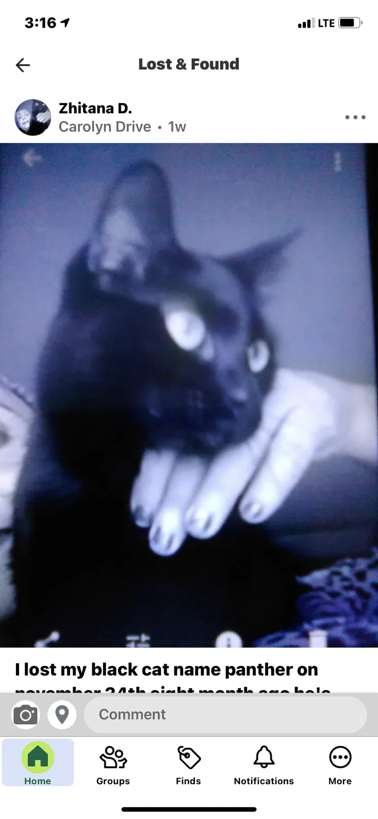 Lost cat in Lafayette, LA, 70508