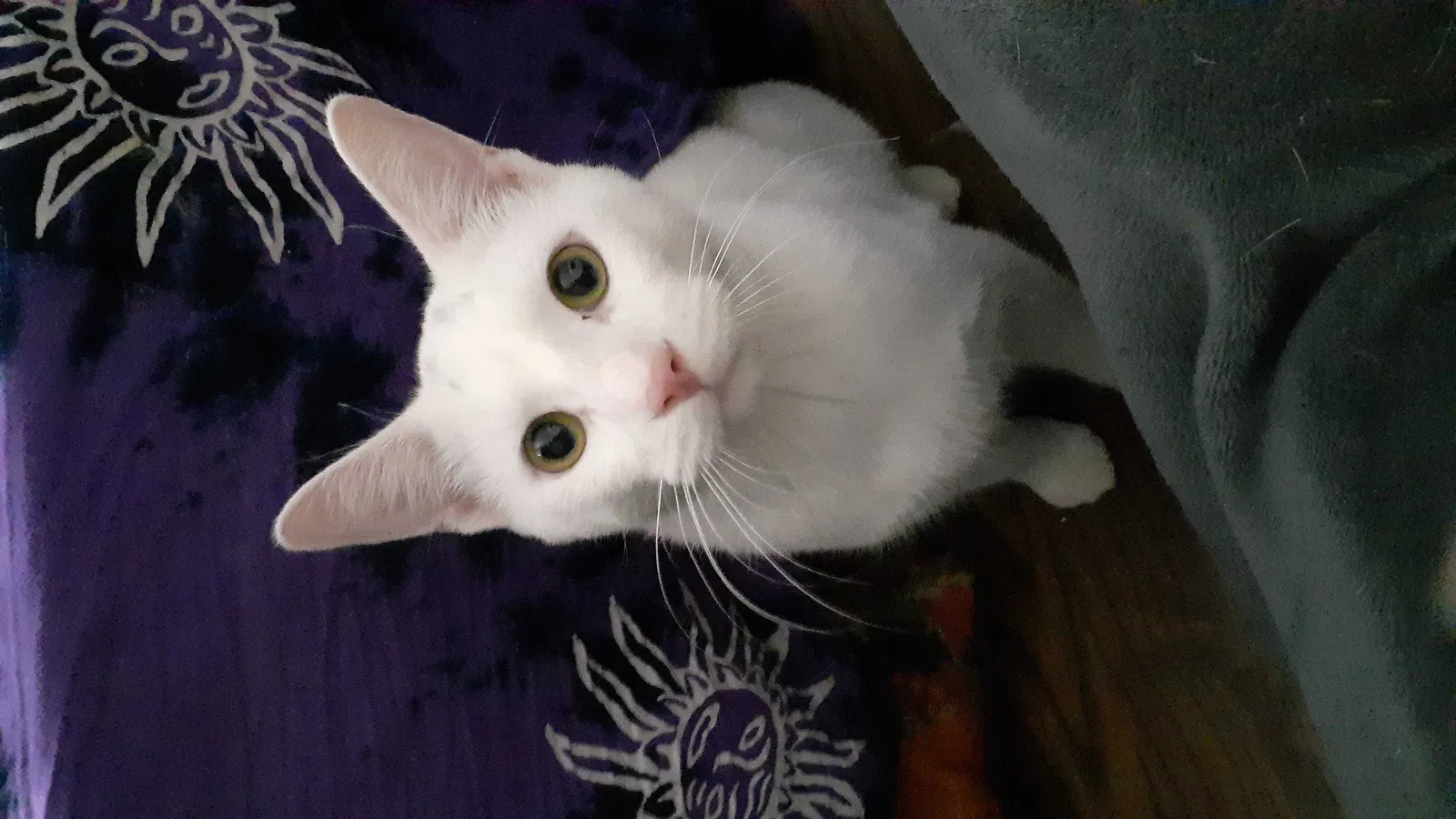 Lost cat in Redford, MI, 48240