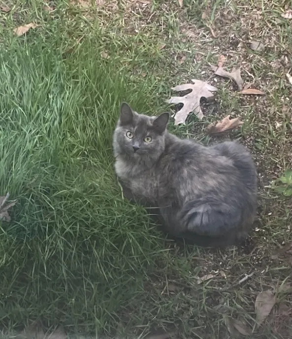 Lost cat in Greenwell Springs, LA, 70739