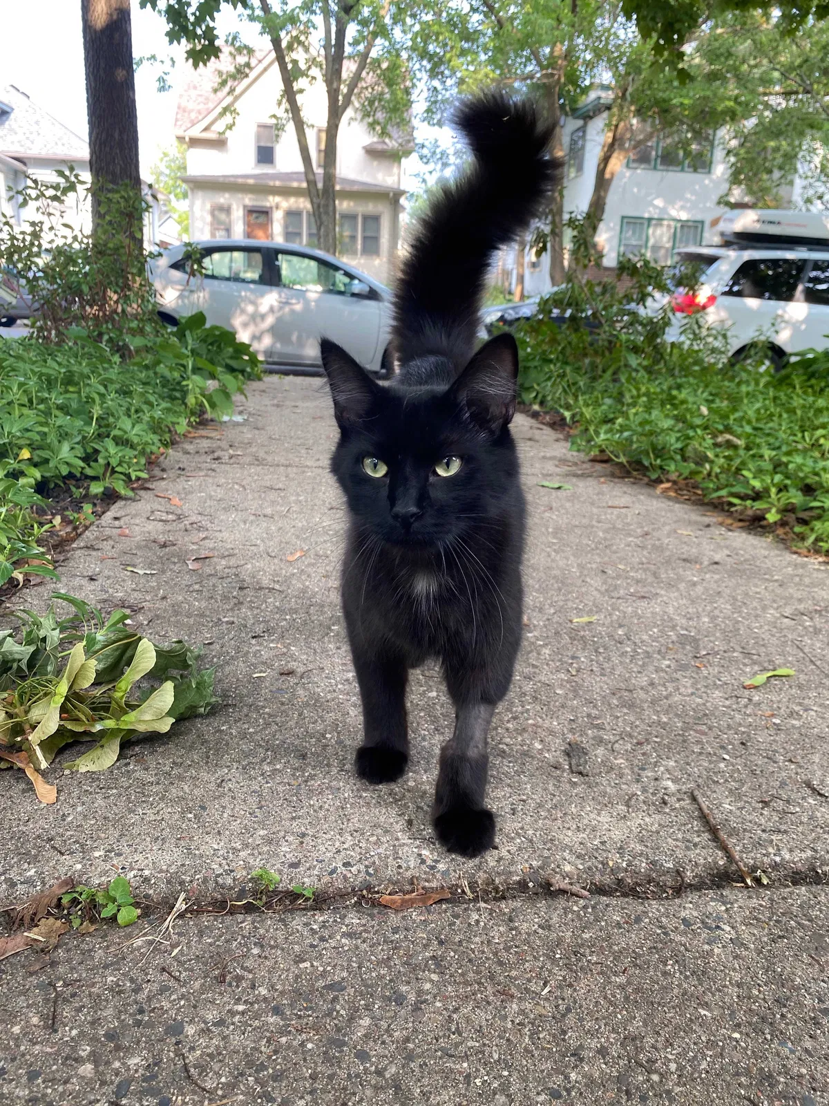 Lost cat in Minneapolis, MN, 55408