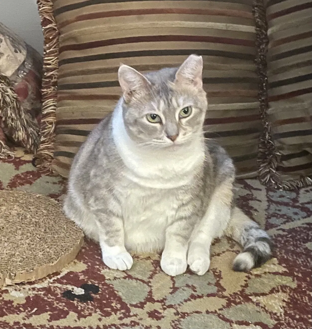 Lost cat in Westerville, OH, 43081