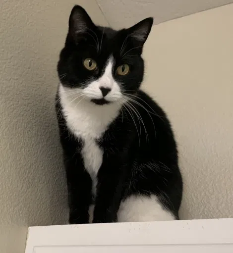 Lost cat in Caldwell, ID, 83605
