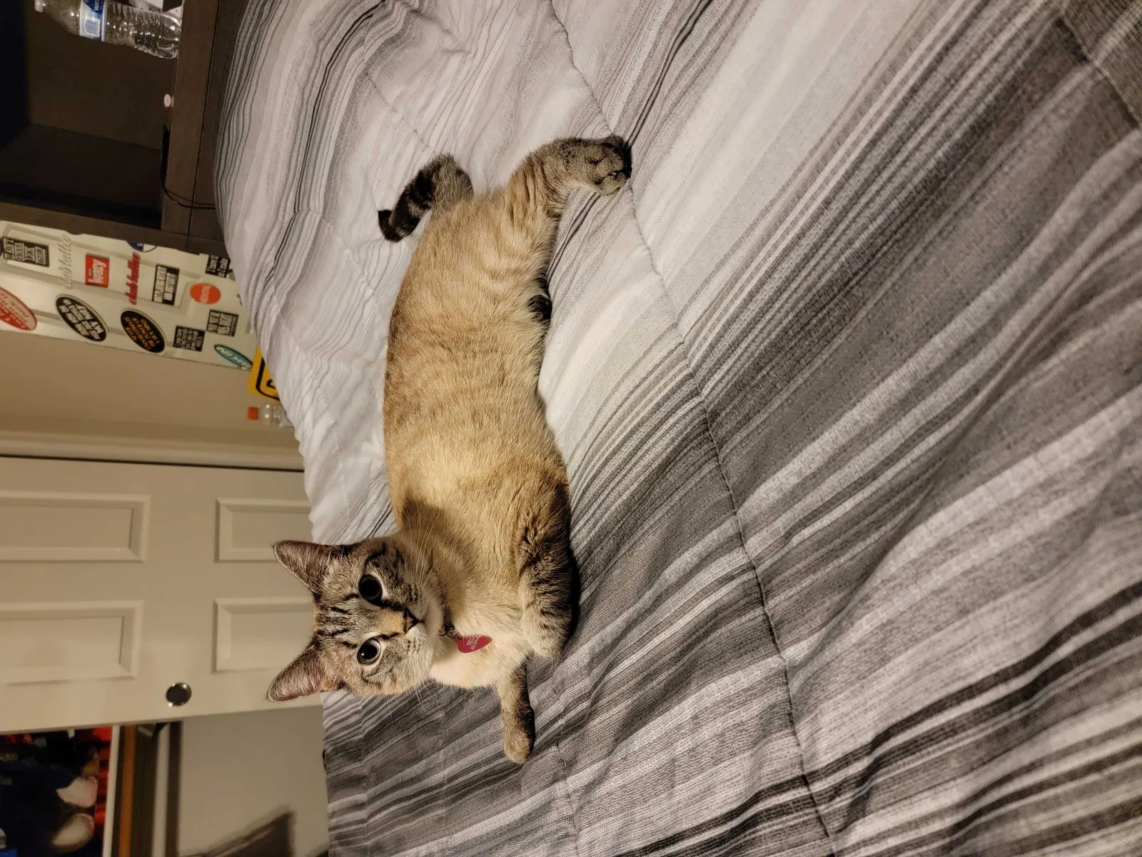 Lost cat in Surprise, AZ, 85388