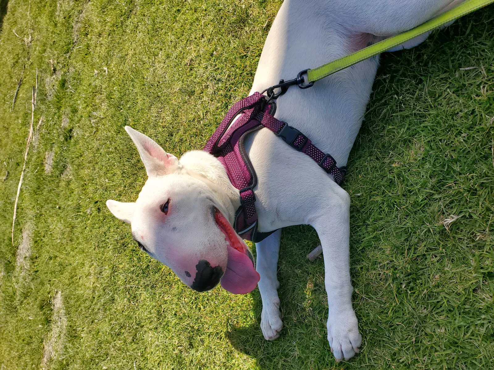Lost dog in Los Angeles, CA, 90044