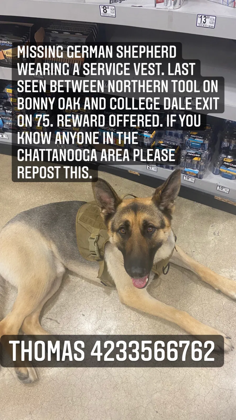 Lost dog in Mc Donald, TN, 37353