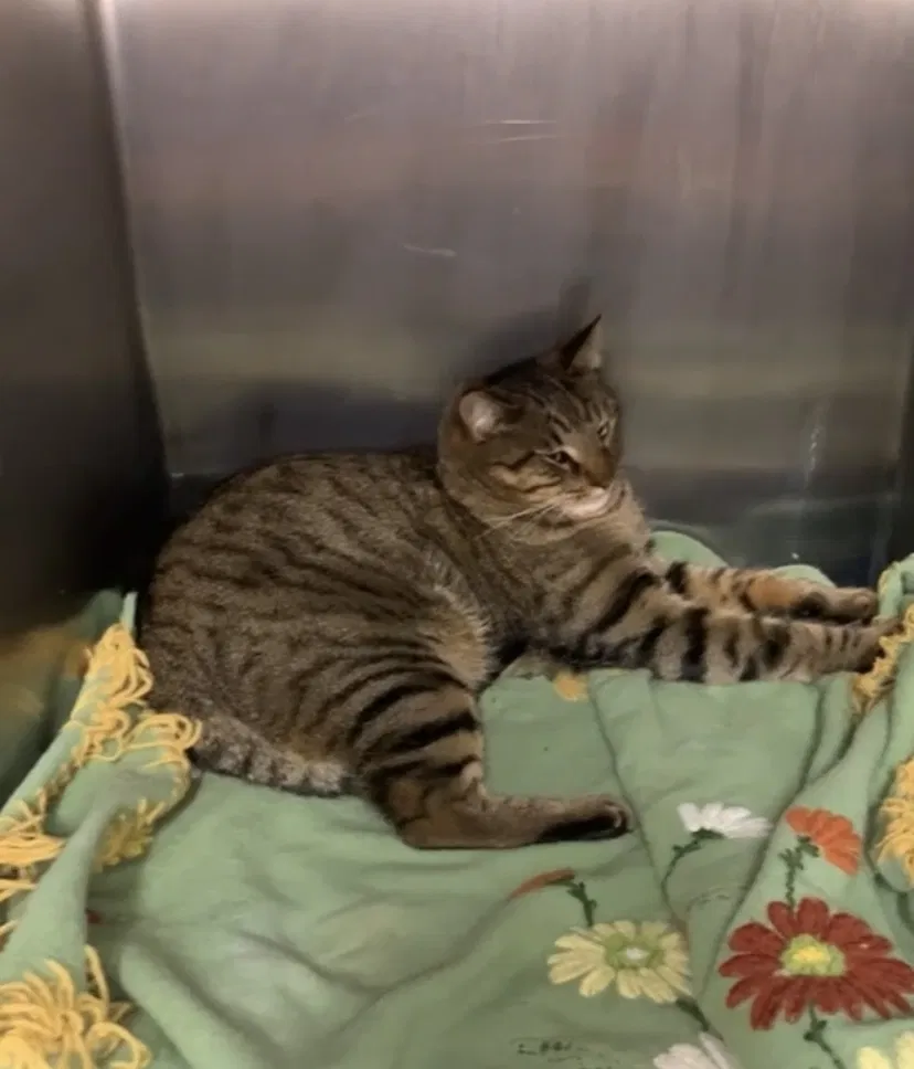 Lost cat in Augusta, GA, 30909