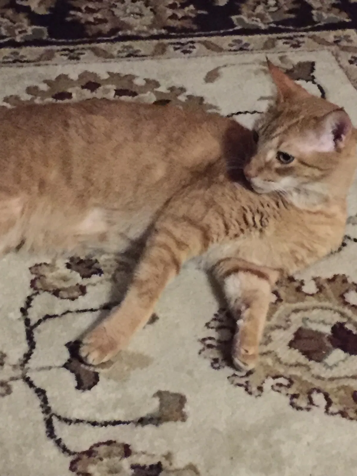 Lost cat in Palm Beach Gardens, FL, 33410
