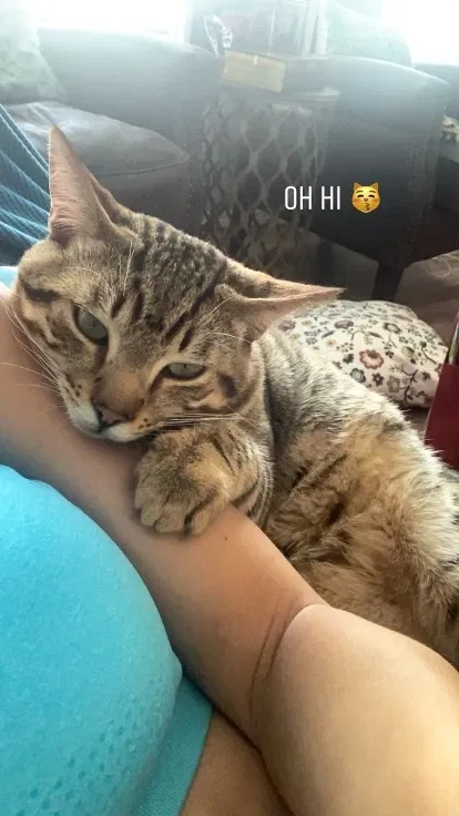 Lost cat in Troutdale, OR, 97060