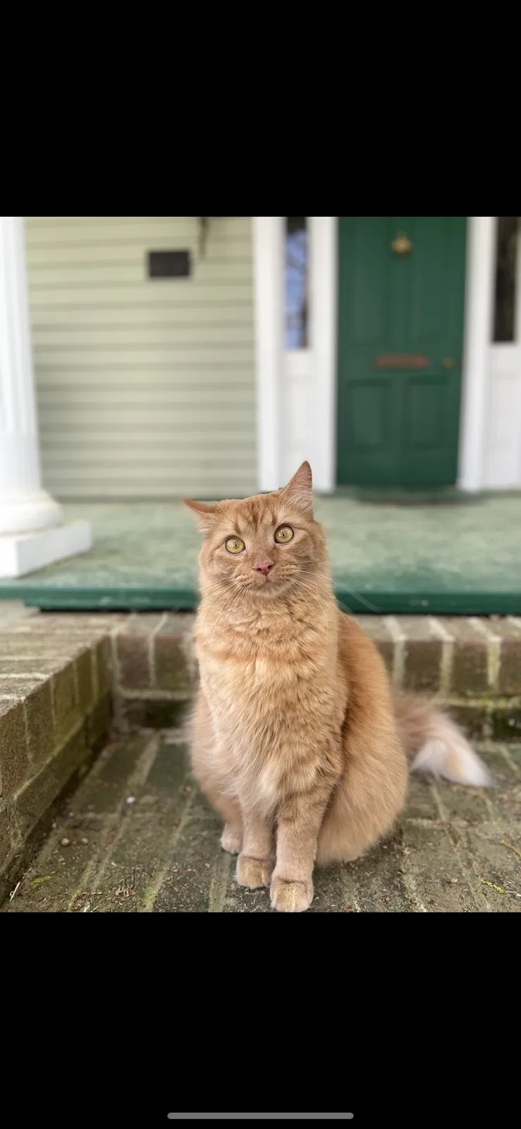 Lost cat in Raleigh, NC, 27604