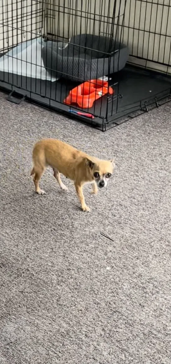 Lost dog in Wichita, KS, 67220