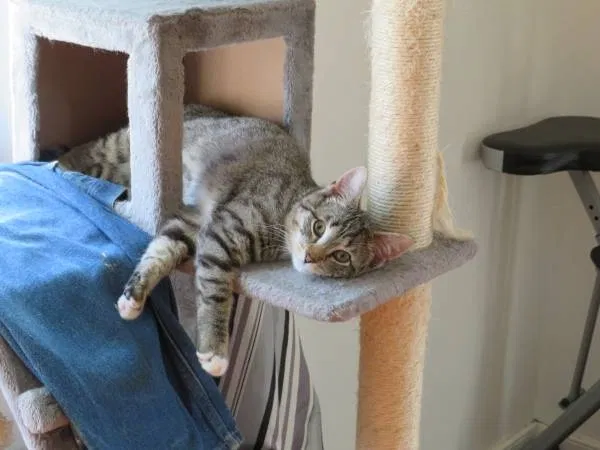 Lost cat in Richmond, VA, 23221