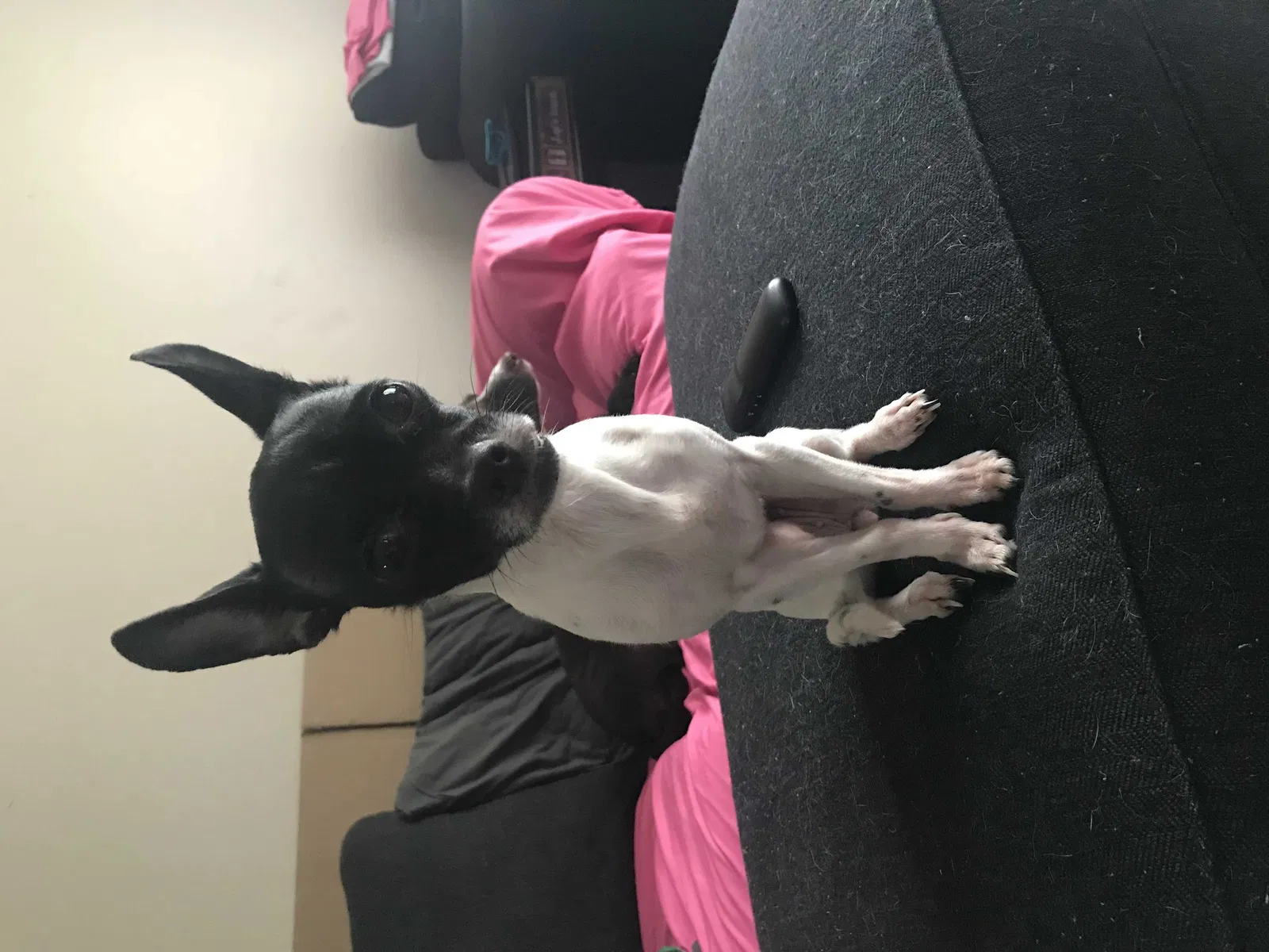 Lost dog in Beaverton, OR, 97006
