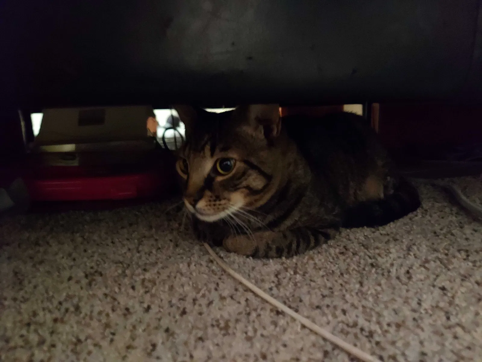 Lost cat in Tucson, AZ, 85711