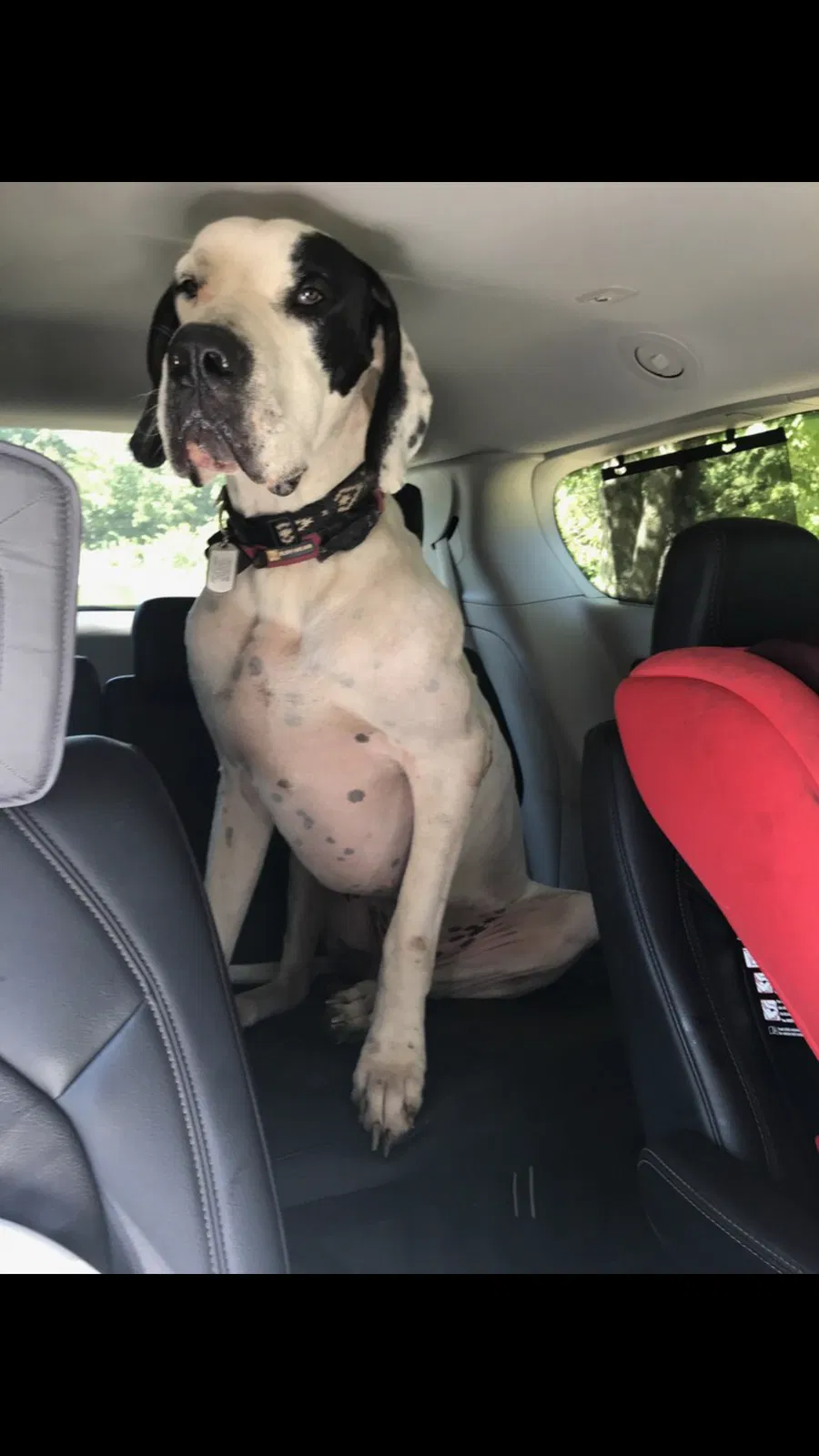 Lost dog in Albany, KY, 42602