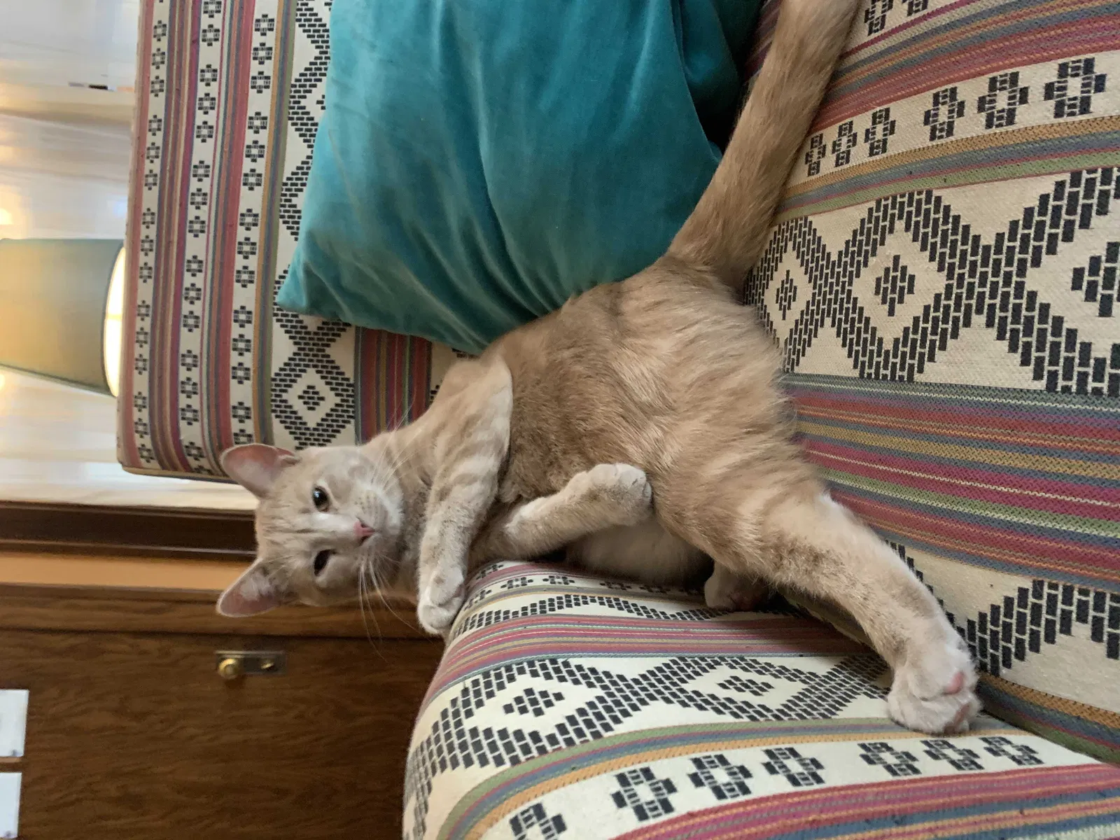Lost cat in Saint Paul, MN, 55105