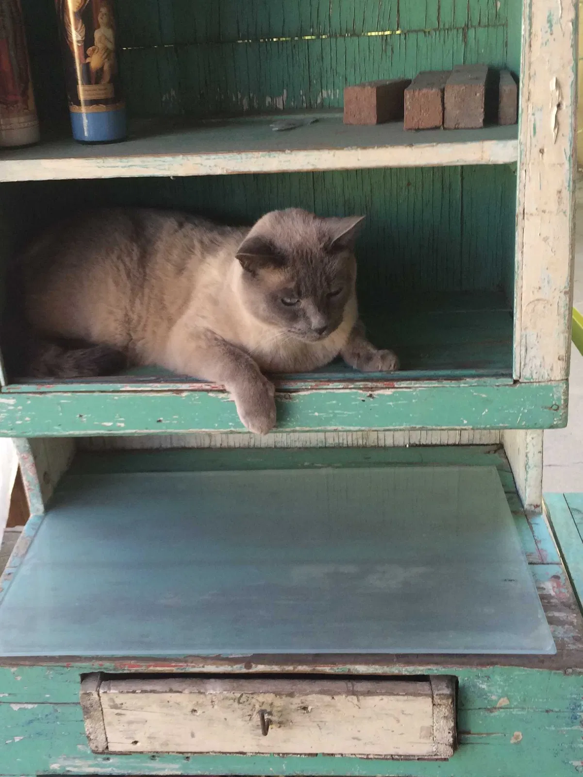 Lost cat in Albuquerque, NM, 87110