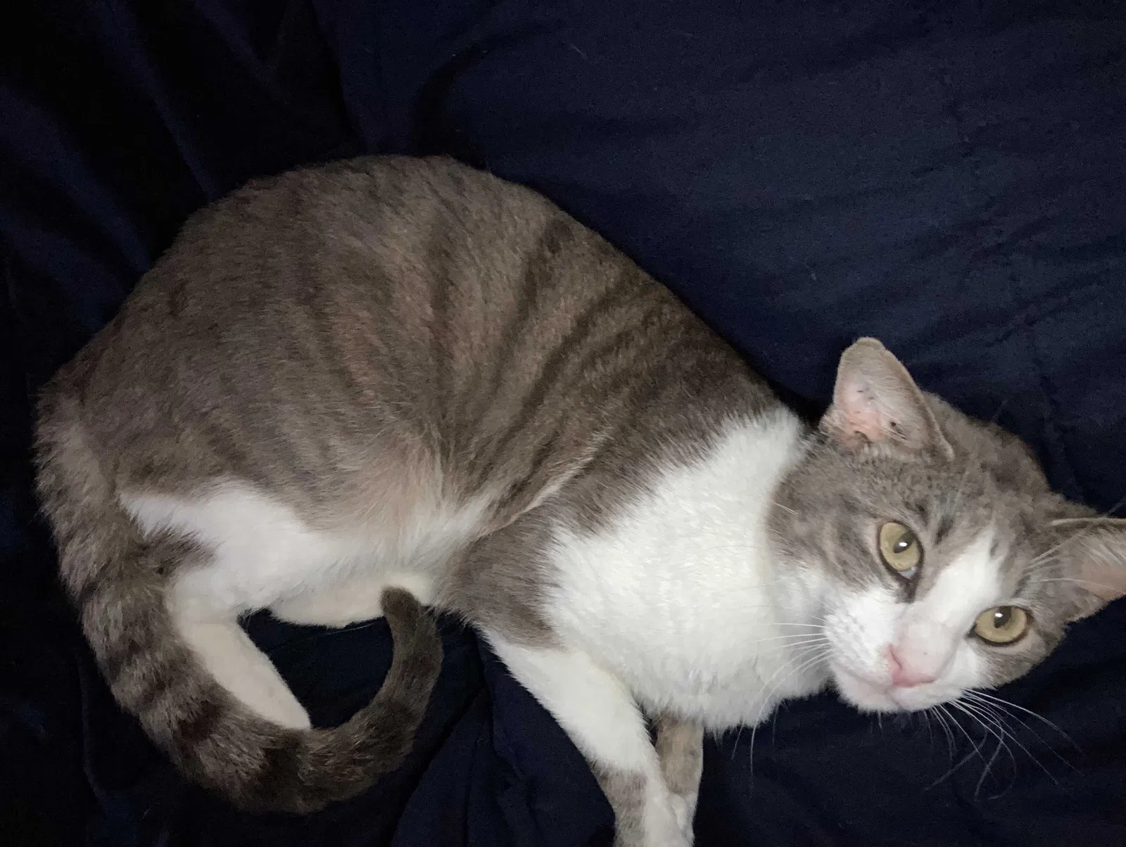 Lost cat in Tupelo, MS, 38804