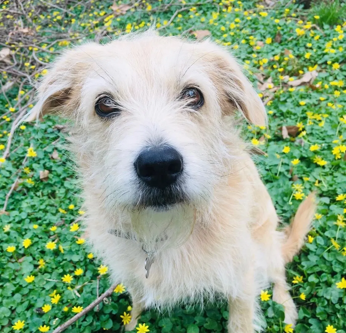 Lost dog in Richmond, VA, 23235
