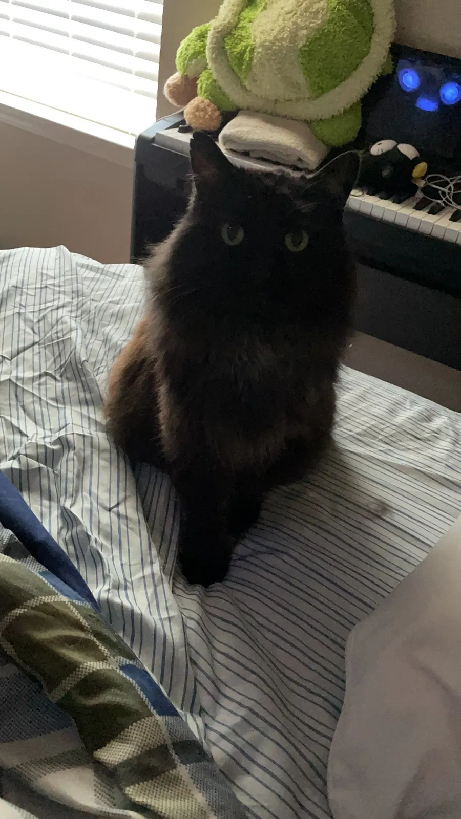 Lost cat in Norman, OK, 73072