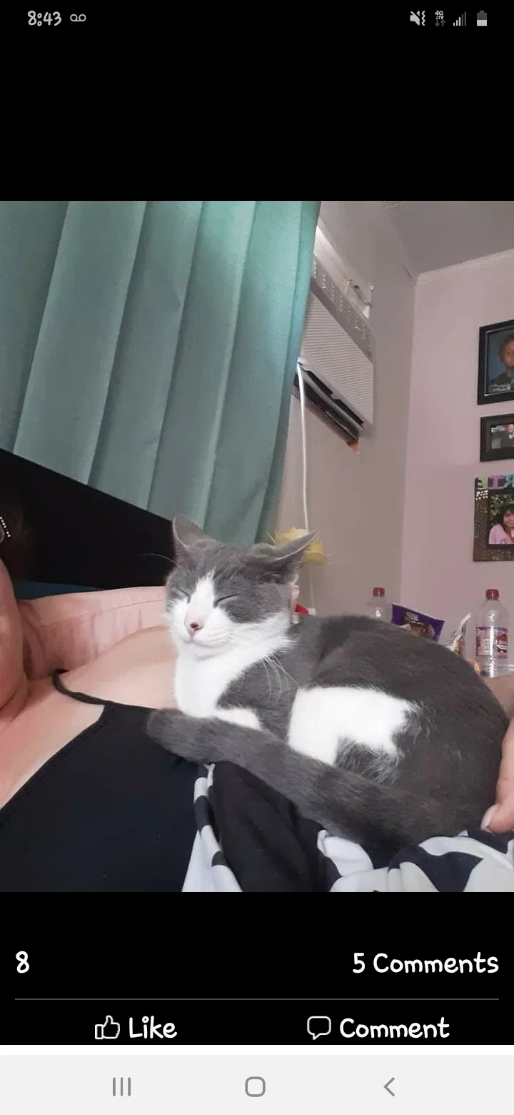 Lost cat in San Leandro, CA, 94579