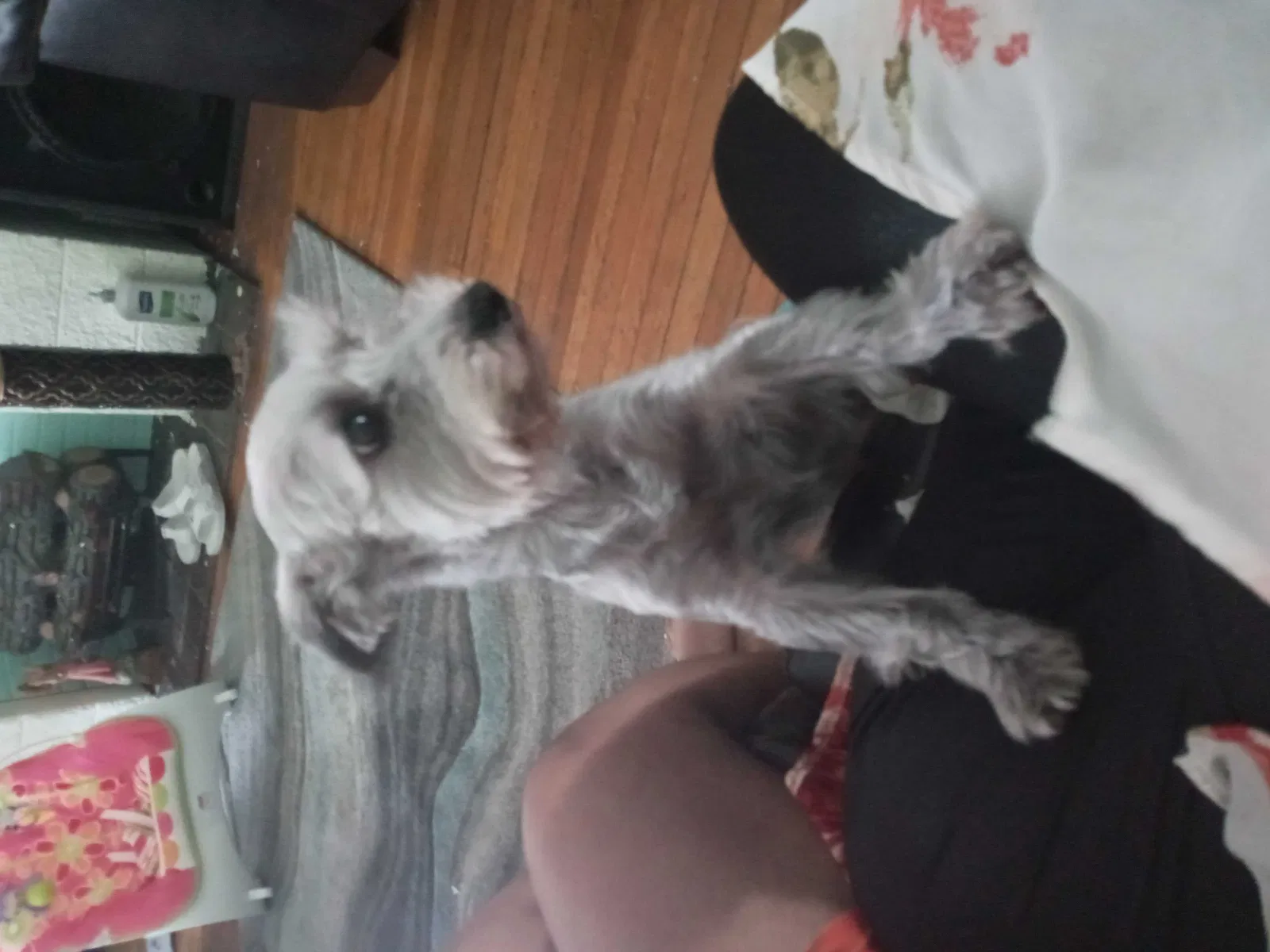 Lost dog in Allentown, PA, 18102