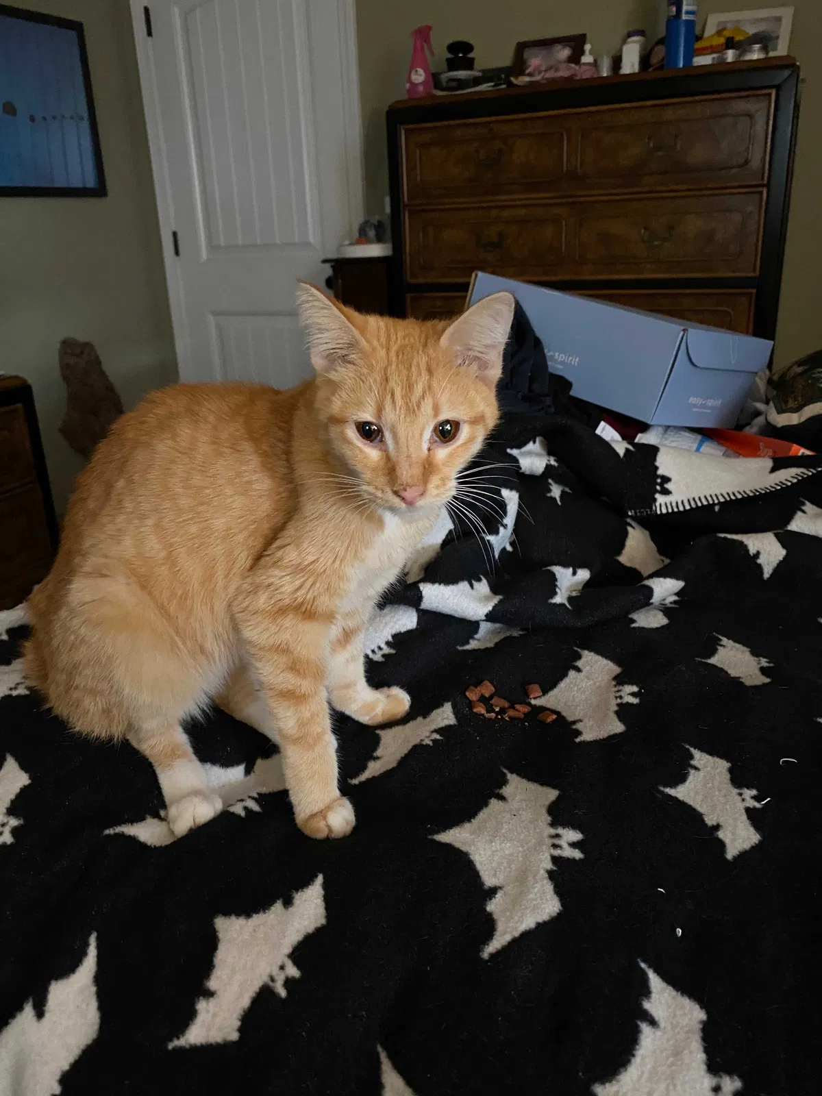 Found cat in Warner Robins, GA, 31088