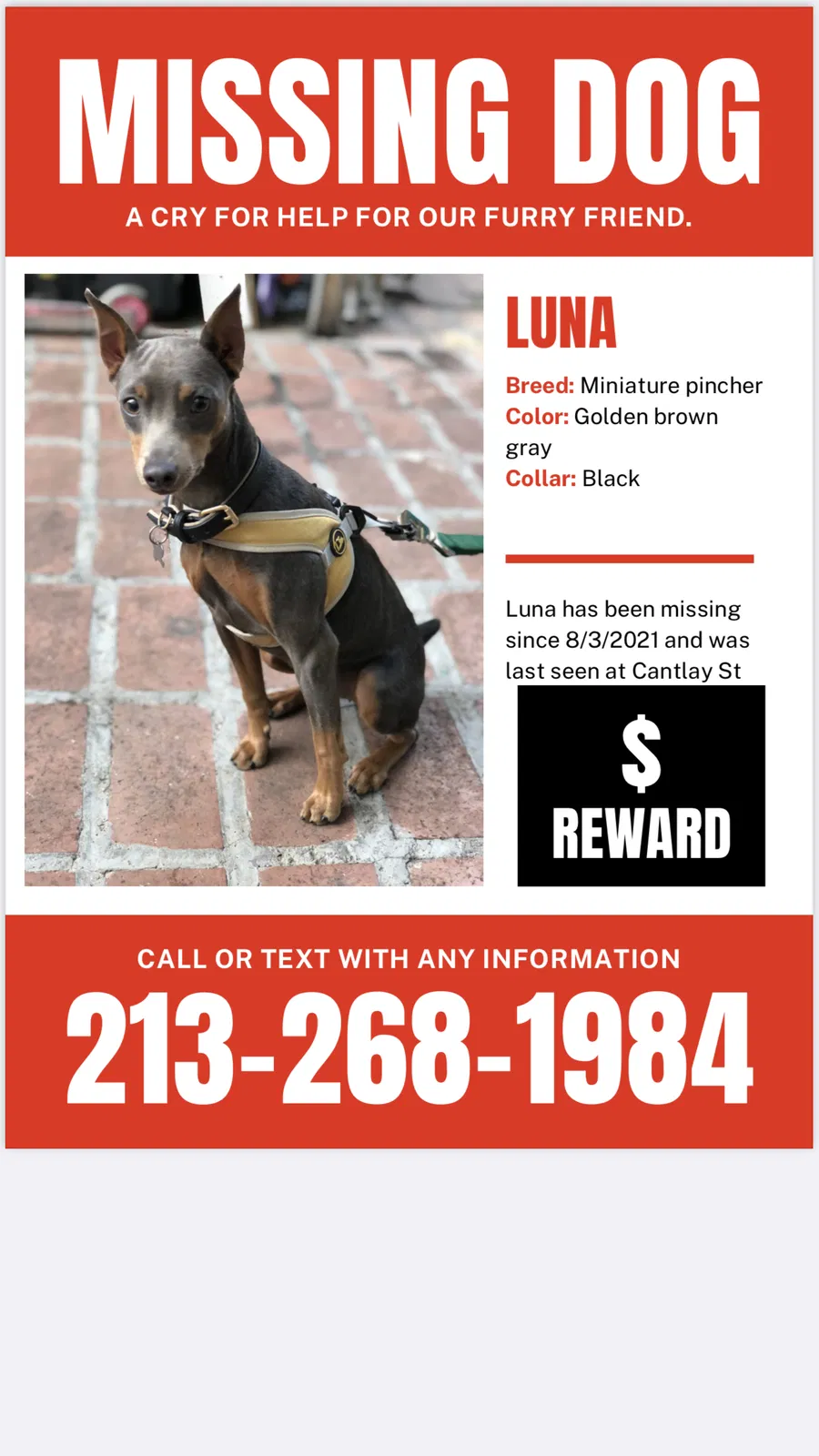 Lost dog in North Hollywood, CA, 91605