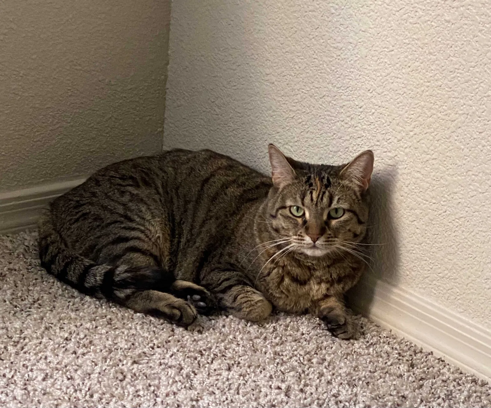 Lost cat in Denver, CO, 80221