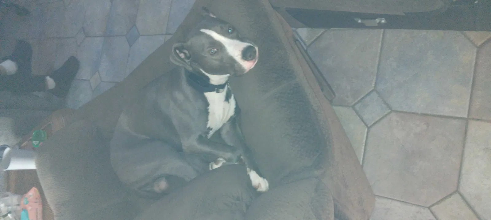 Lost dog in Las Vegas, NV, 89121