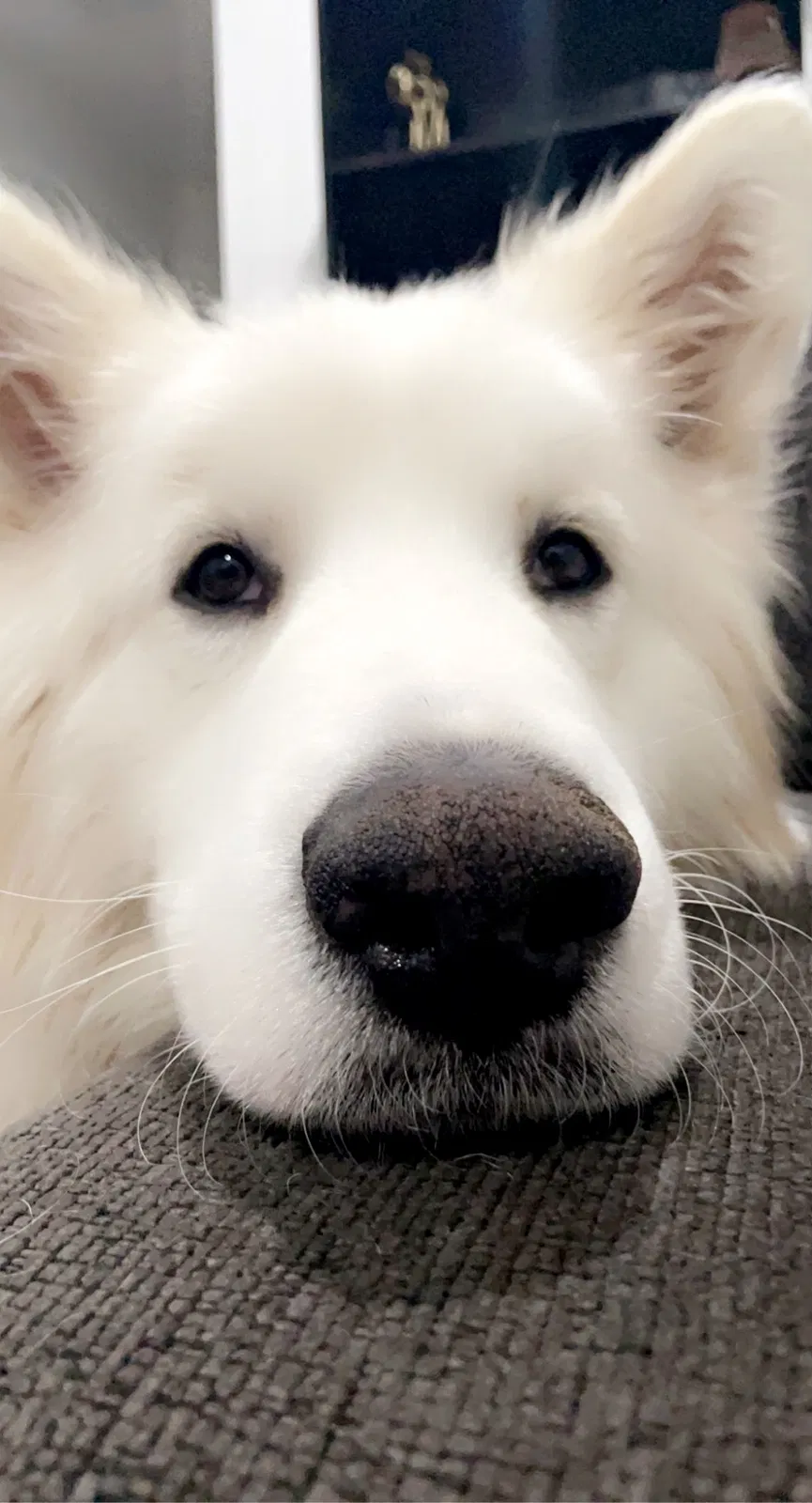 Lost dog in Lubbock, TX, 79412