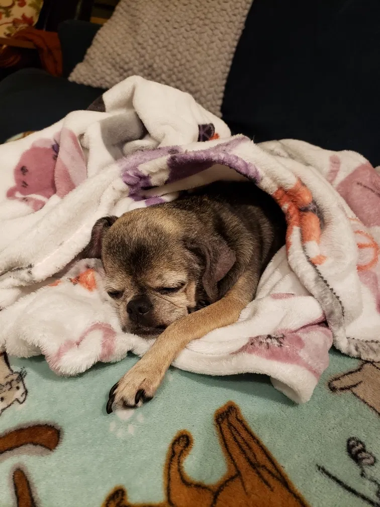 Lost dog in Reno, NV, 89503