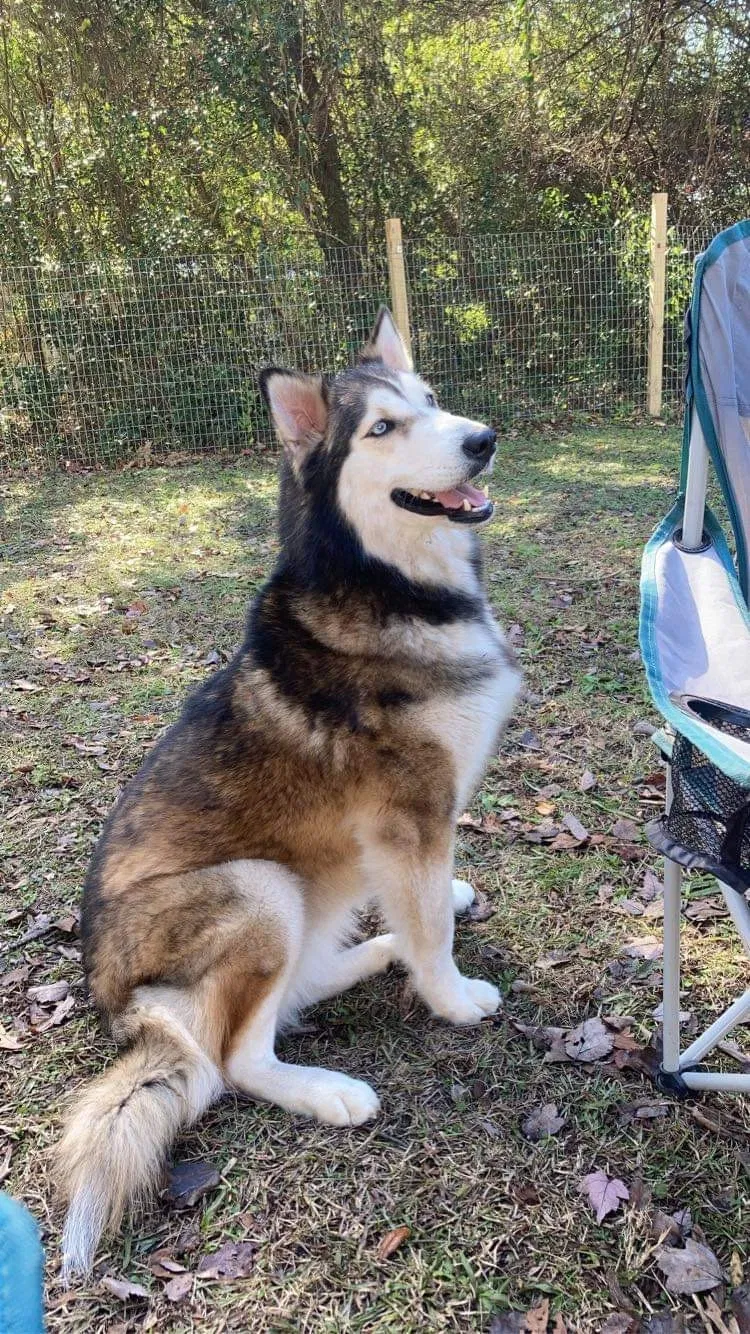 Lost dog in Chiefland, FL, 32626
