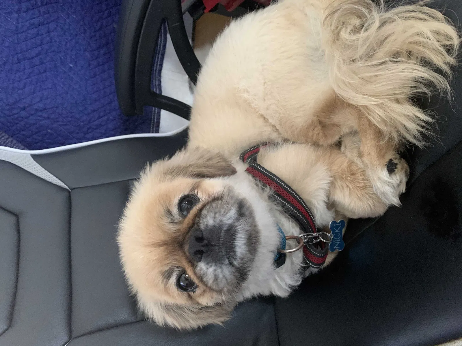 Lost dog in Patterson, NY, 12563