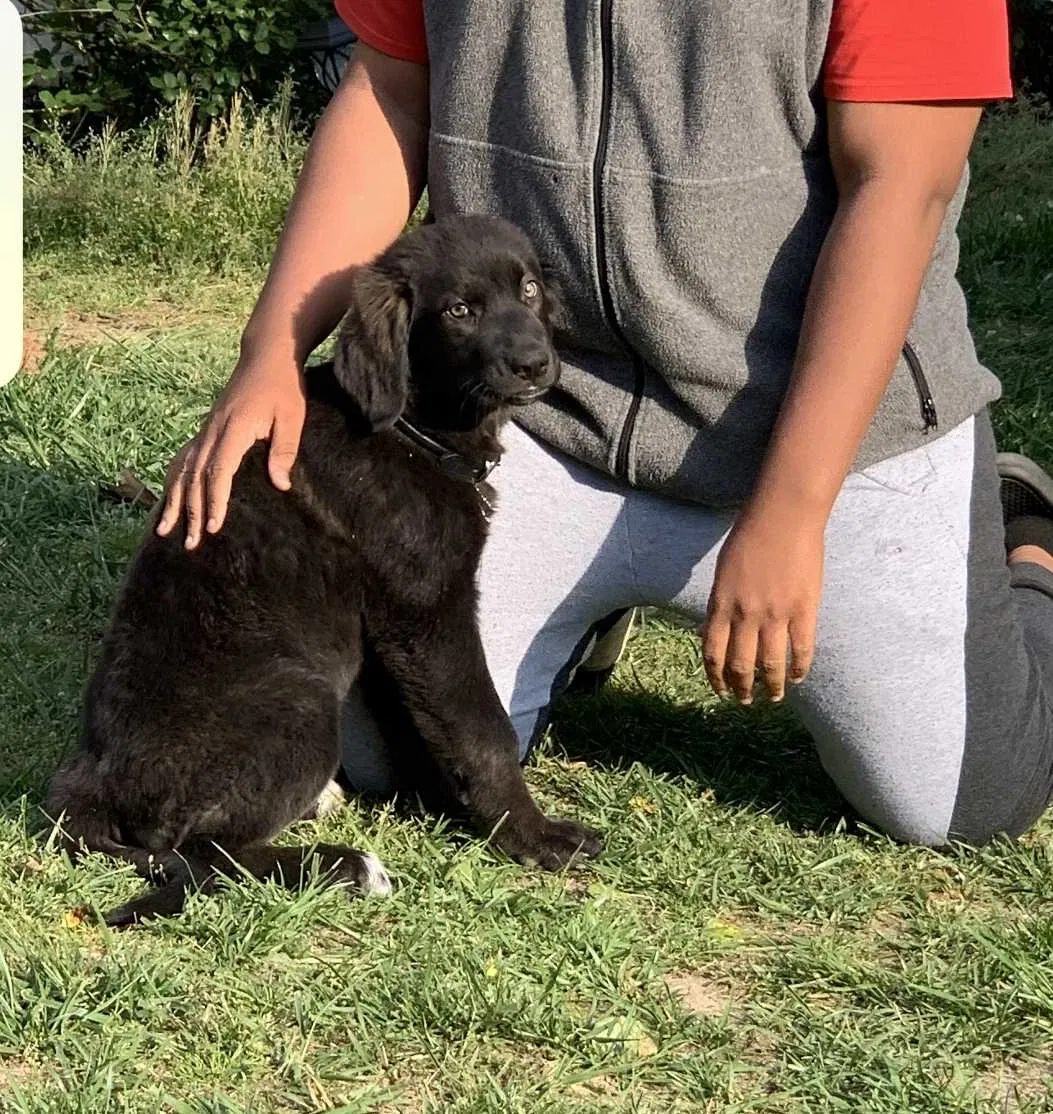 Lost dog in Henderson, NC, 27537