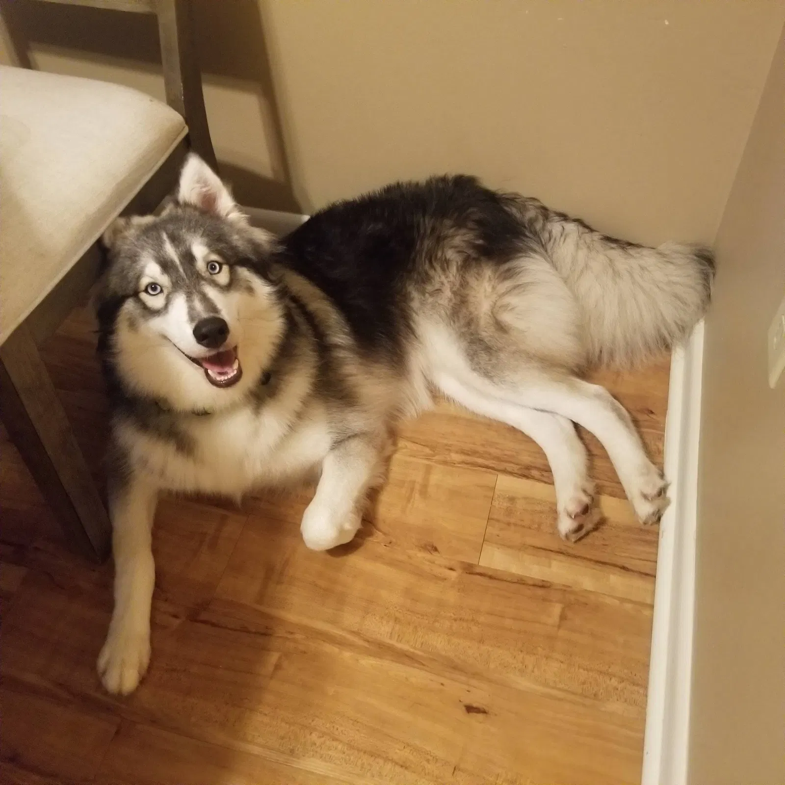 Lost dog in Bell, FL, 32619