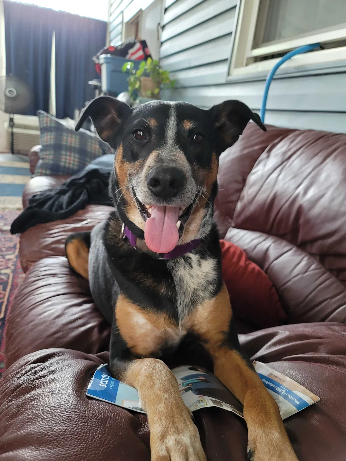 Lost dog in Virginia Beach, VA, 23452