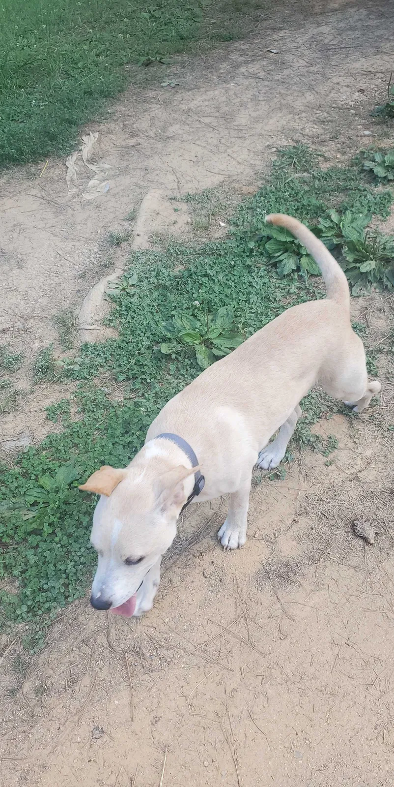 Lost dog in Resaca, GA, 30735