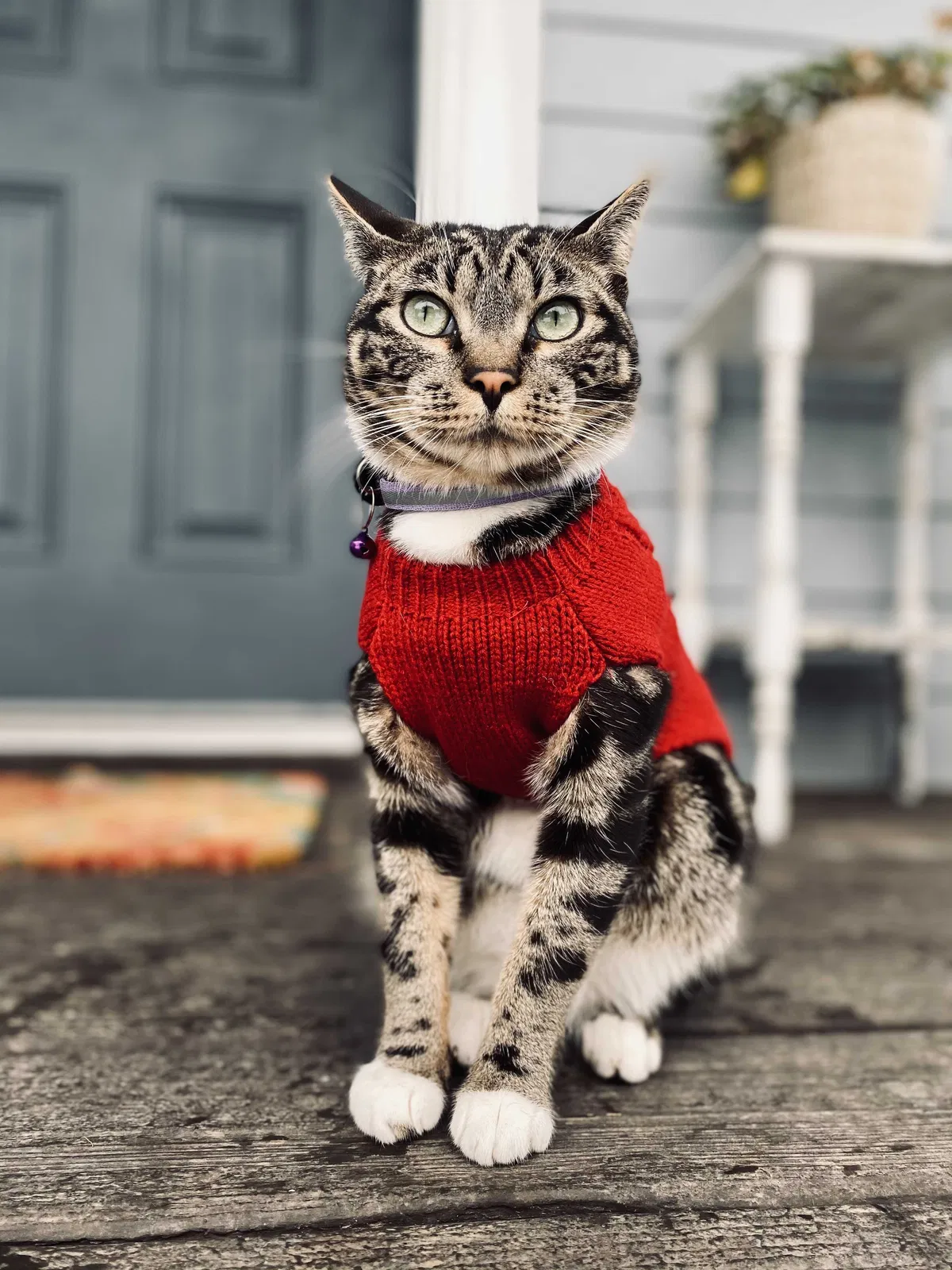 Lost cat in Federal Way, WA, 98023