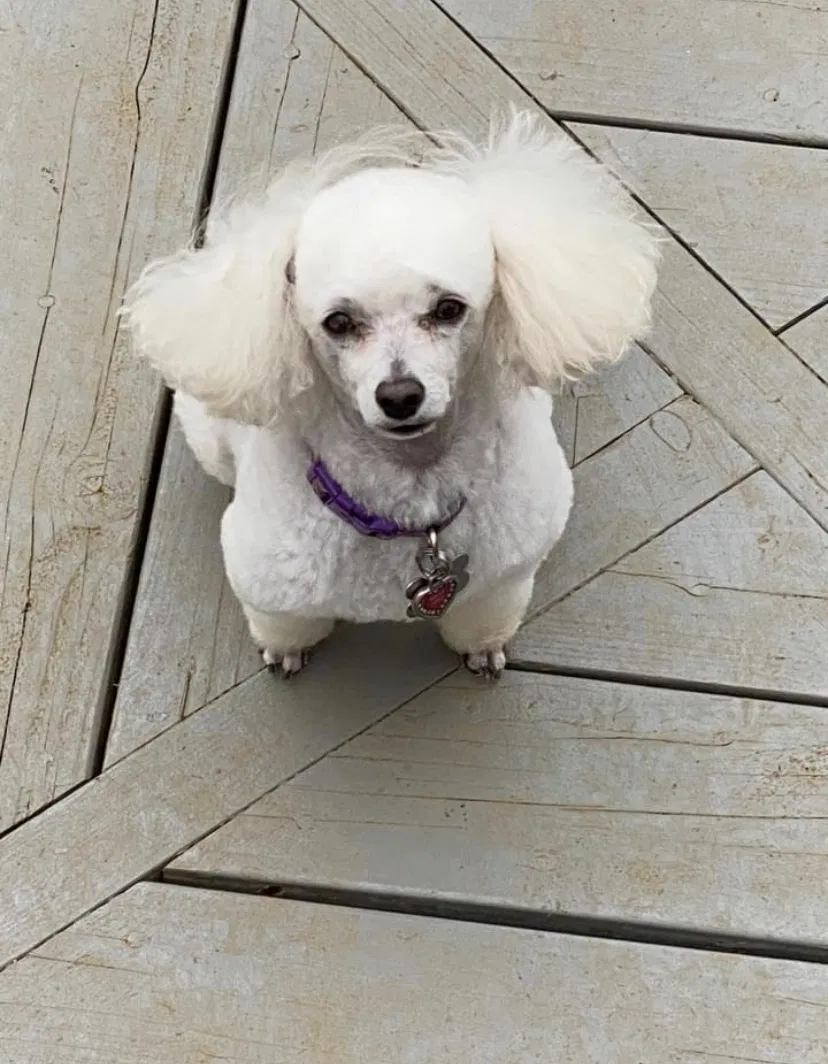 Lost dog in Lexington, KY, 40509