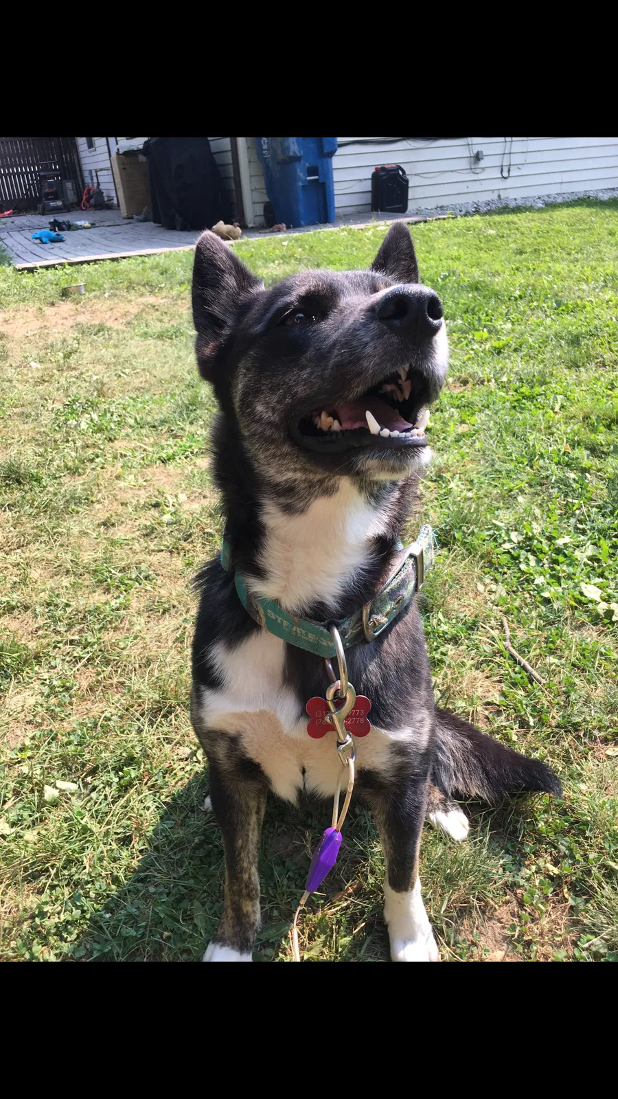 Lost dog in Indianapolis, IN, 46226